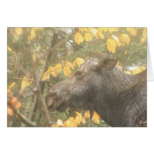 Cow moose in the Maine rain