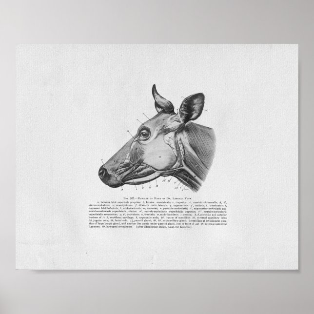 Cow Muscle Anatomy Vintage Print (Front)