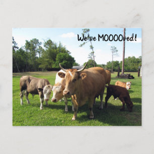 Cow - New Address Post Card - We've Moooved 