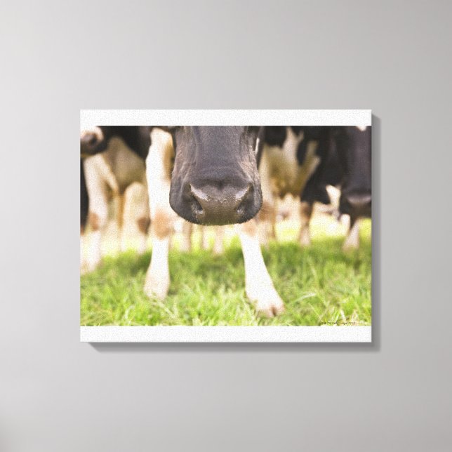 Cow nose canvas print (Front)