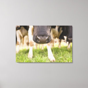 Cow nose canvas print