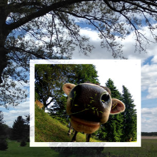 Cow Nose Closeup, Funny Postcard