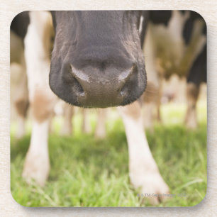 Cow nose coaster