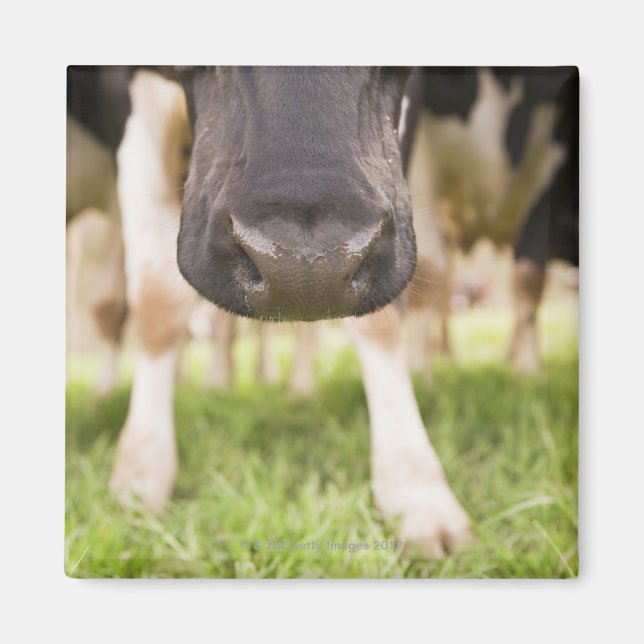 Cow nose magnet (Front)