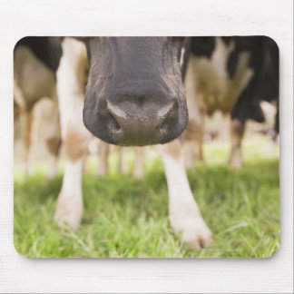 Cow nose mouse pad
