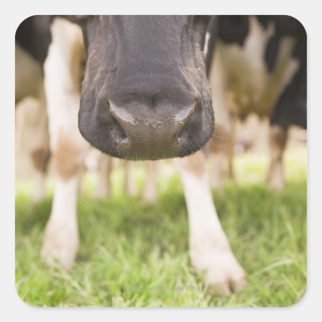 Cow nose square sticker (Front)
