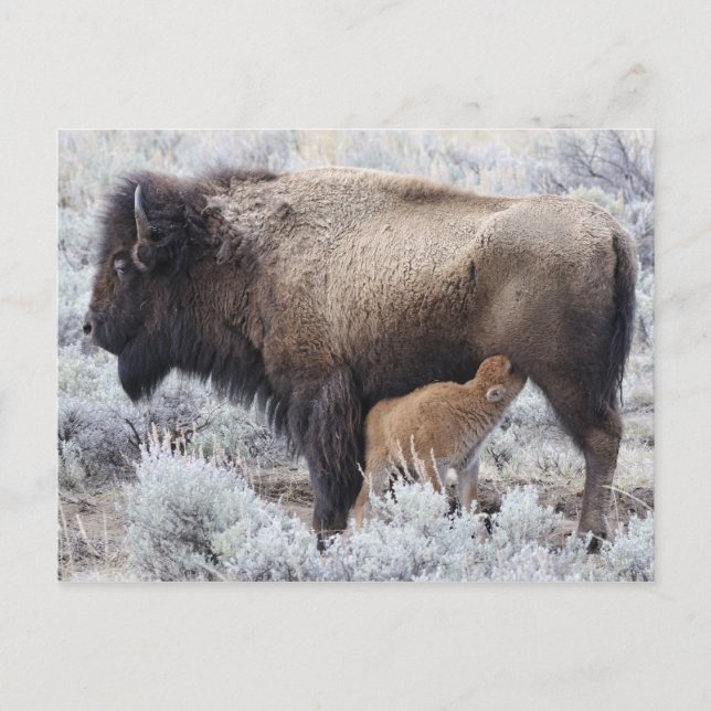 Cow Nursing Bison Calf, Yellowstone Postcard (Front)