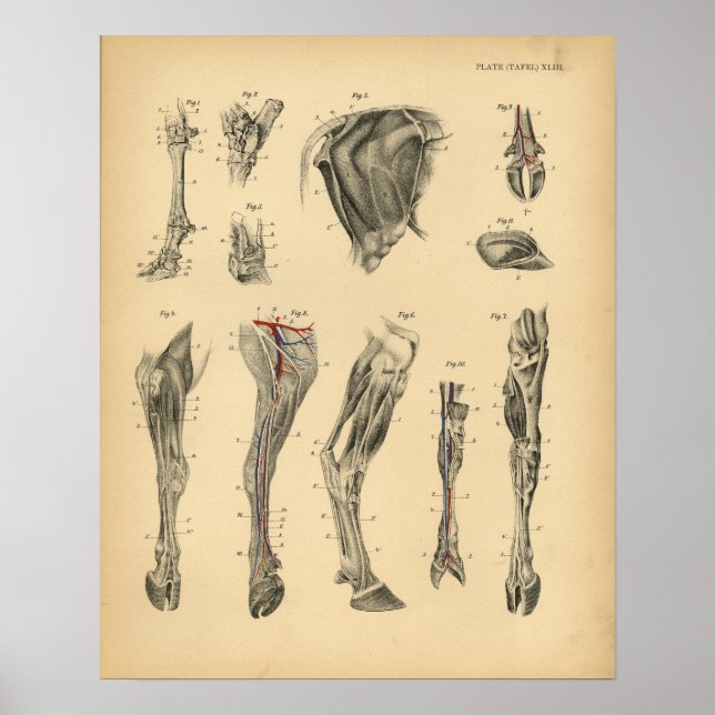 Cow Ox Foot Leg Anatomy 1908 Vintage Print (Front)