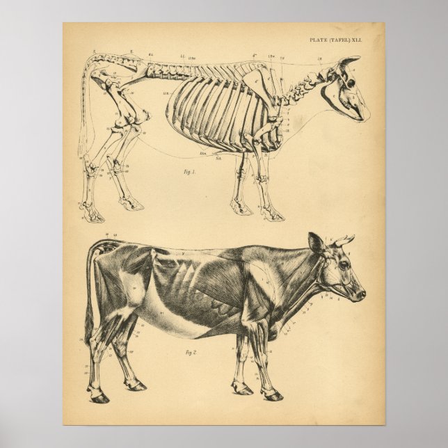 Cow Ox Skeleton Muscle Anatomy 1908 Vintage Print (Front)