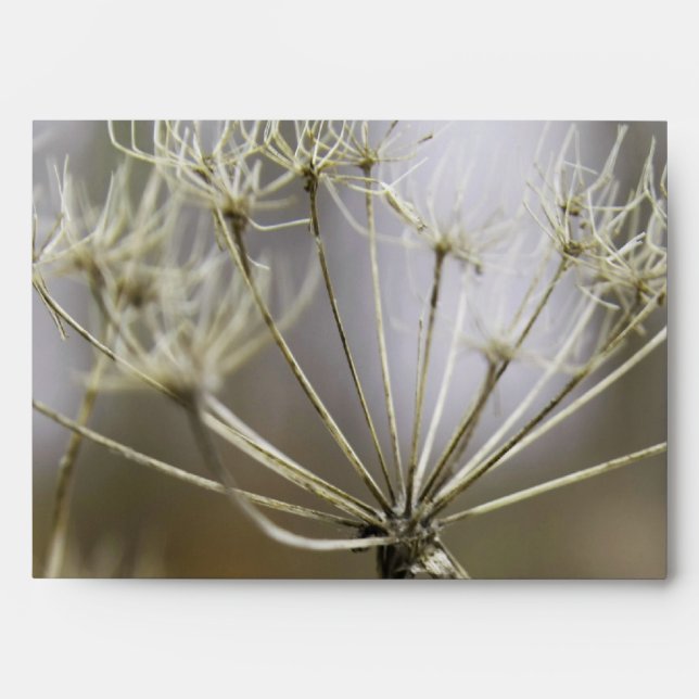 Cow parsley envelope (Front)