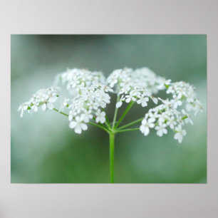 Cow Parsley Flower Poster