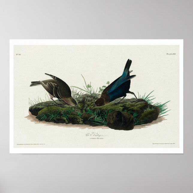 Cow-pen Bird by Audubon Poster (Front)