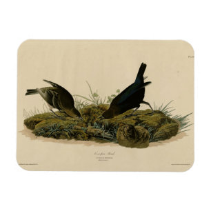 Cow-pen Bird (Cowbird) Audubon's Birds of America Magnet