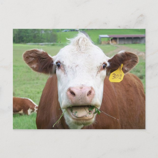 Cow Postcard (Front)
