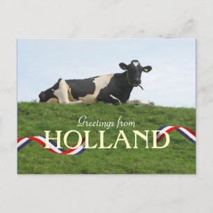 Cow Postcard