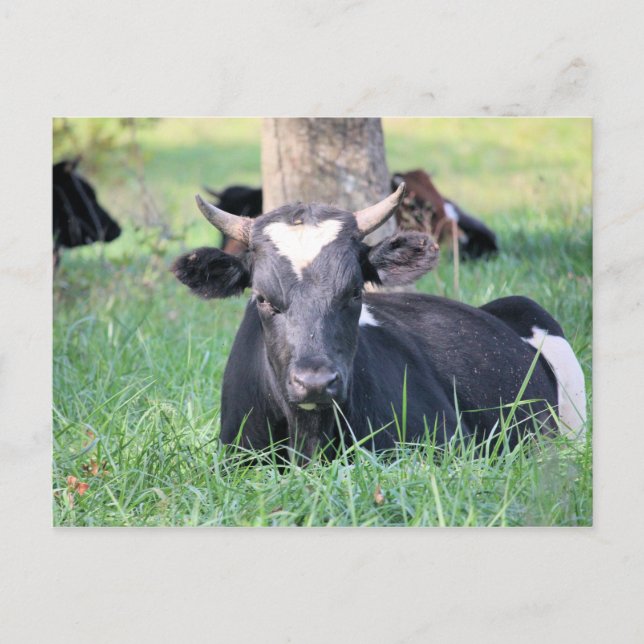 Cow Postcard (Front)