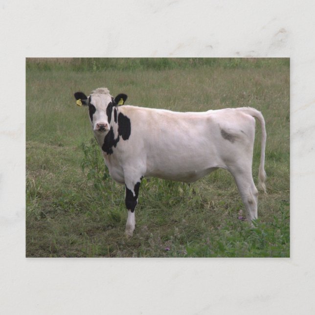 Cow Postcard (Front)
