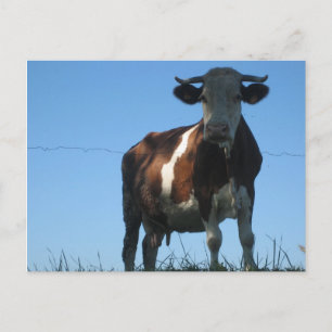 Cow Postcard
