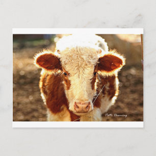 Cow Postcard