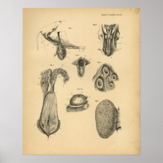 Internal Organs Posters | Zazzle Canada