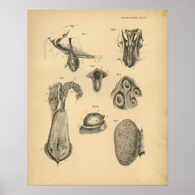 Cow Ram Sheep Anatomy 1908 Vintage Print (Front)