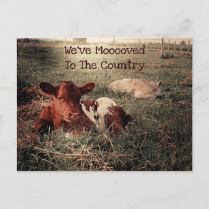 Cow Rustic Country Funny Farm Moving Card