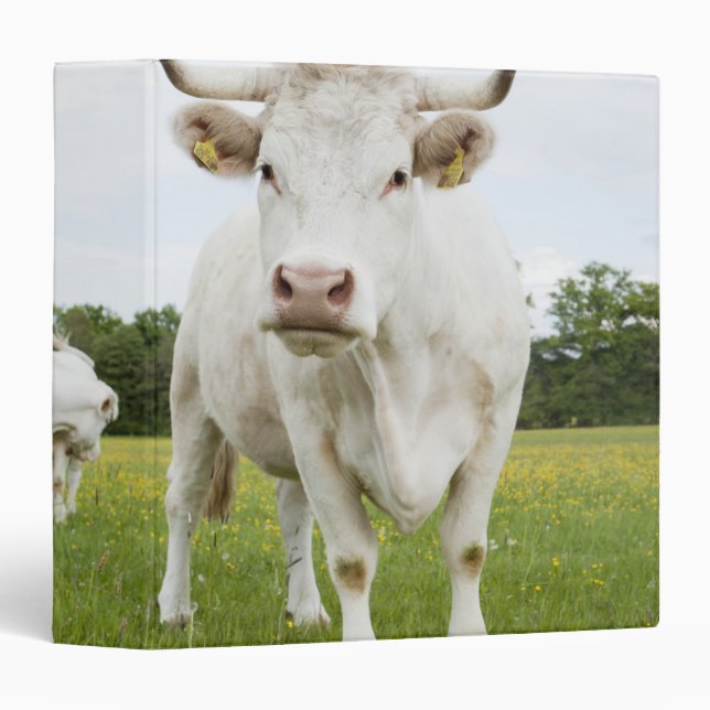 Cow standing in grassy field binder (Front/Spine)