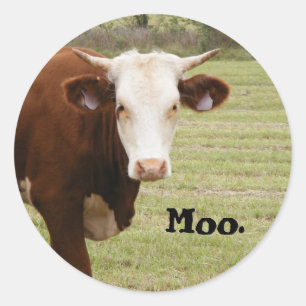 Cow sticker: "Moo." Classic Round Sticker