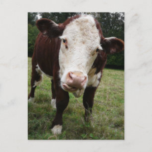 Cow Sticking Out Tongue Postcard