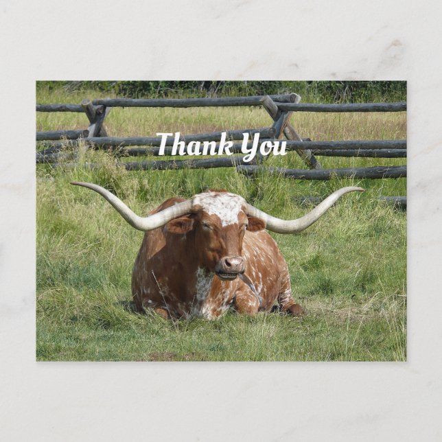 Cow Texas Longhorn Photo Thank You Postcard (Front)
