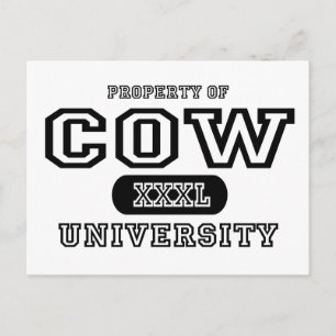 Cow University Postcard