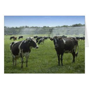 Cow Watering Card