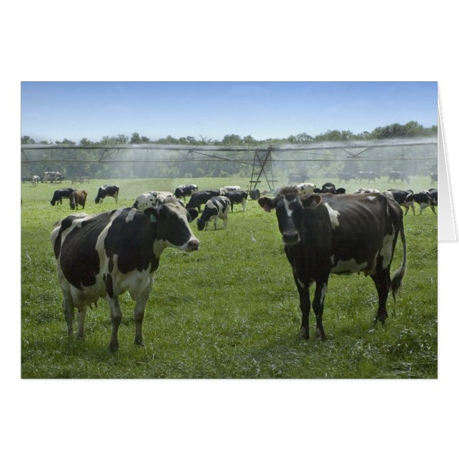 Cow Watering Card (Front Horizontal)