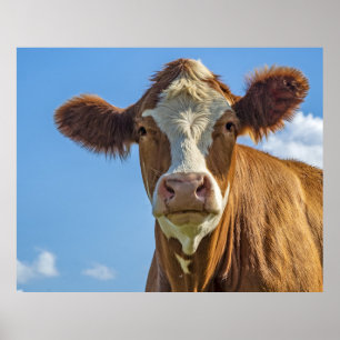 Cow with a blue sky poster