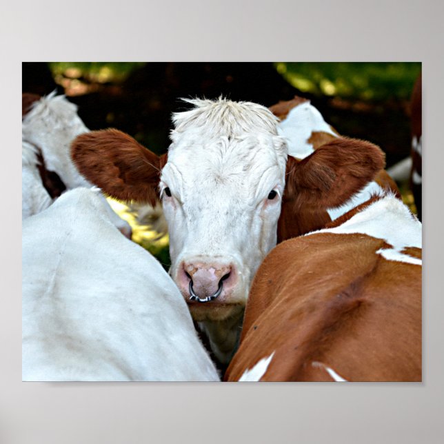 Cow with a ring in the nostrils postcard classic r poster (Front)
