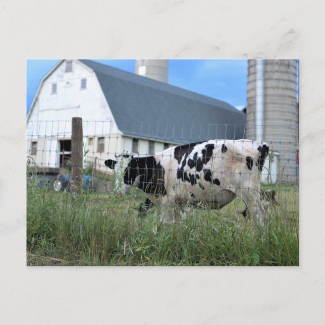 Cow with Barn Postcard (Front)