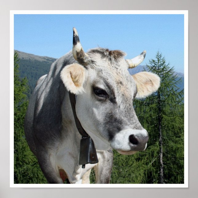 Cow with Bell in Mountains Poster (Front)