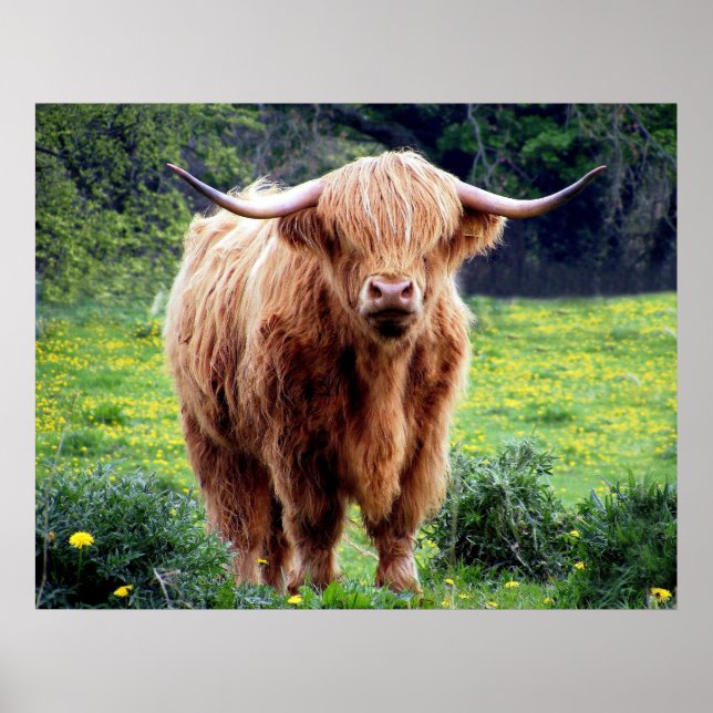 Cow with big horns beautiful nature scenery poster (Front)