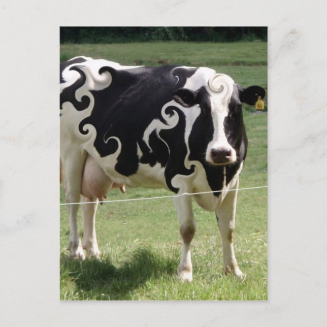 COW WITH SWRILLS POSTCARD (Front)
