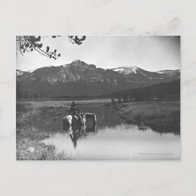 Cowboy and horse in a pond postcard (Front)