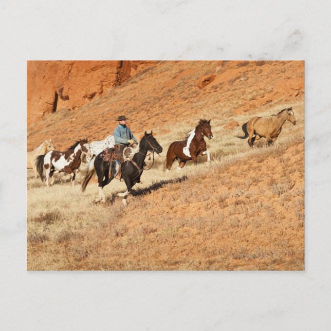 Cowboy herding horses postcard (Front)