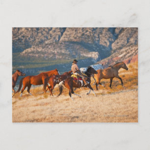 Cowboy herding wild horses 2 postcard