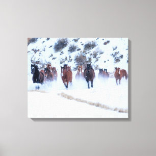 Cowboy Horse Drive Hideout Ranch Shell, Wyoming Canvas Print