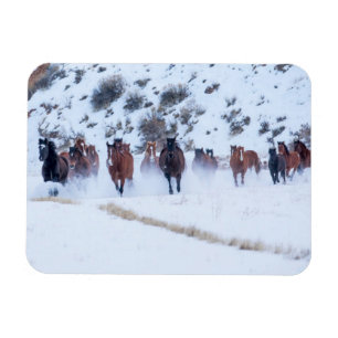 Cowboy Horse Drive Hideout Ranch Shell, Wyoming Magnet