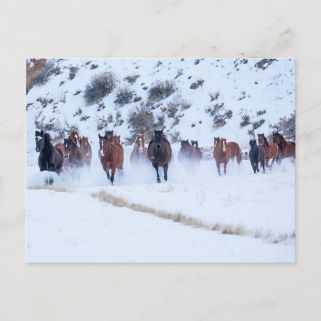 Cowboy Horse Drive | Hideout Ranch Shell, Wyoming Postcard (Front)