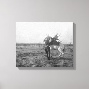 Cowboy "Red Saunders" Saddles a Bronco Canvas Print