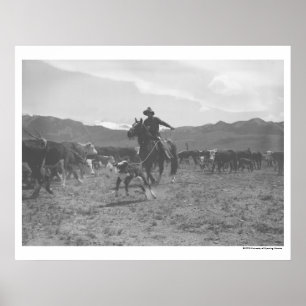 Cowboy roping a calf for spring branding. poster