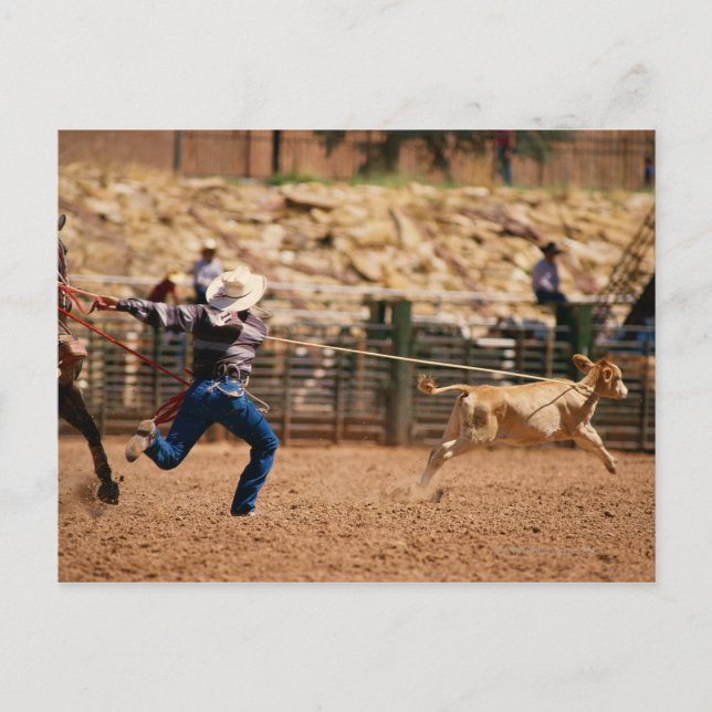 Cowboy roping calf in rodeo postcard (Front)