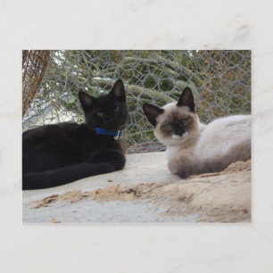 Cowboy & Shiva Postcard