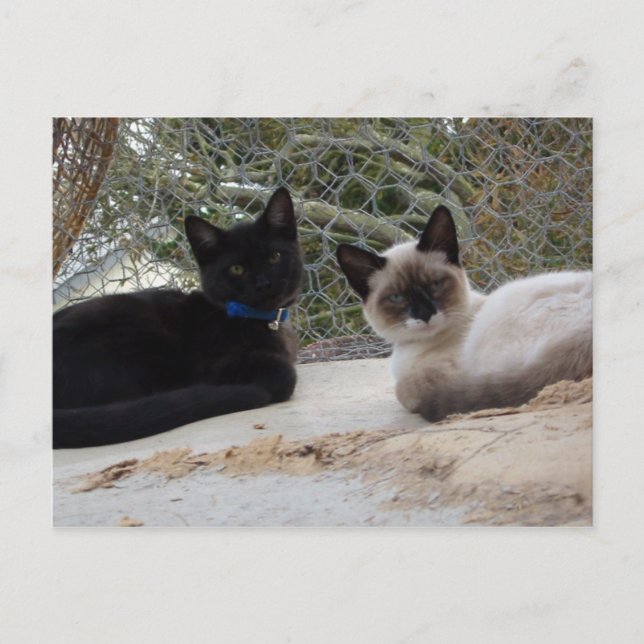 Cowboy & Shiva Postcard (Front)